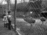 Ostriches in Westport house zoo, March 1990 - Lyons0019700.jpg  Ostriches in Westport house zoo, March 1990