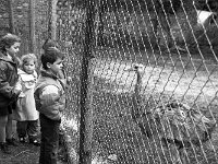 Ostriches in Westport house zoo, March 1990 - Lyons0019702.jpg  Children at Westport House zoo, March 1990