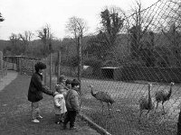Ostriches in Westport house zoo, March 1990 - Lyons0019703.jpg  Children at Westport House zoo, March 1990