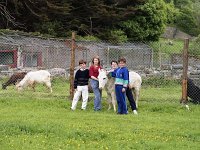 New donkey at Westport House, May 1990 - Lyons0019707.jpg  New donkey at Westport House, May 1990