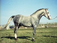 Paddy Joe Foy's stallion, March 1974. - Lyons0013988.jpg  Paddy Joe Foy's stallion, March 1974. : 1974 Misc, 197403 Paddy Joe Foy's stallion.tif, Lyons collection, Westport