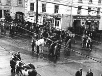 Pony fair on the streets of Westport, August 1965.. - Lyons0014488.jpg  Pony fair on the streets of Westport, August 1965. : 19650826 Pony Fair in Westport 6.tif, Lyons collection, Westport