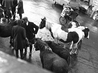 Pony fair on the streets of Westport, August 1965.. - Lyons0014489.jpg  Pony fair on the streets of Westport, August 1965. : 19650826 Pony Fair in Westport 7.tif, Lyons collection, Westport