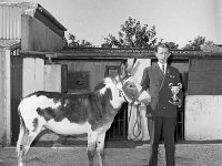 Johnny Gavin, Toberhill with his prize winning piebald donkey, September 1972. - Lyons0014754.jpg  Johnny Gavin, Toberhill with his prize winning piebald donkey, September 1972. : 19720921 Johnny Gavin.tif, Lyons collection, Westport