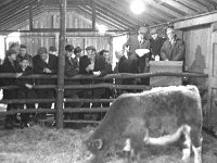First sales at Westport House farmyard, January 1973. - Lyons0014762.jpg  At right auctioneer Brendan Tuohy. First sales at Westport House farmyard, January 1973 : 19730119 First Sales at Westport House Farmyard 1 .tif, 19730119 First Sales at westport House Farmyard 1.tif, Farmers Journal, Lyons collection, Westport