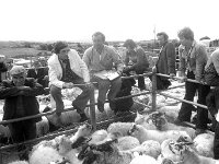 Westport Mart sheep sale, August 1978. - Lyons0015040.jpg  Westport Mart sheep sale, August 1978. : 19780817 Westport Mart Sheep Sale 1.tif, Farmers Journal, Lyons collection, Westport