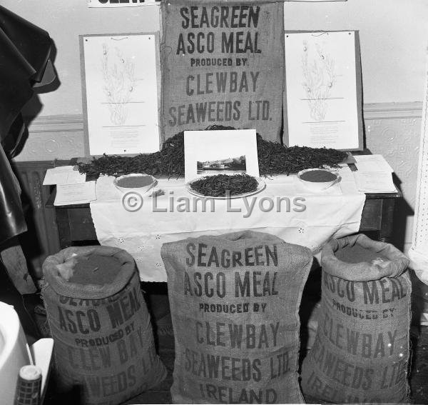 Clew Bay Seweeds, 1965