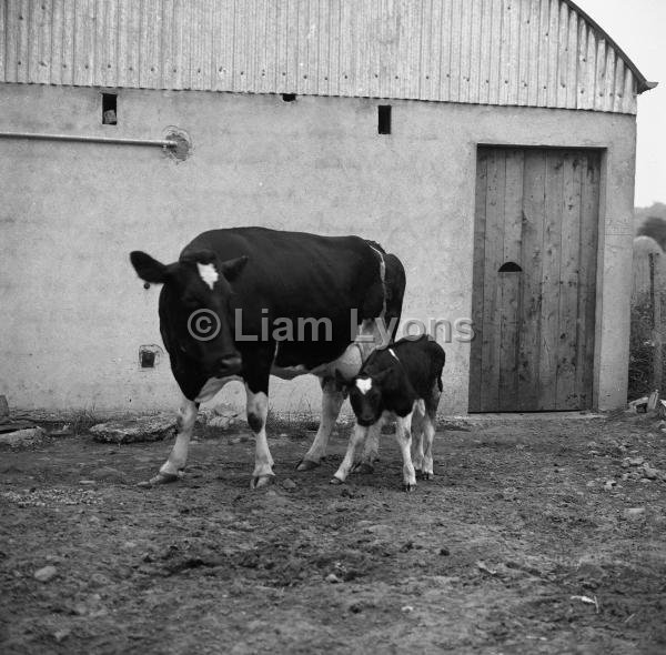 Martin Hughes' friesians,  August 1967