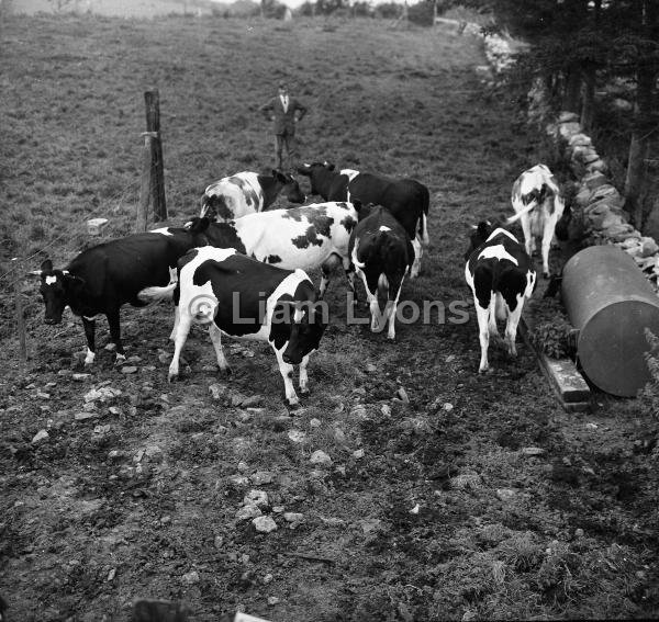 Martin Hughes' friesians,  August 1967