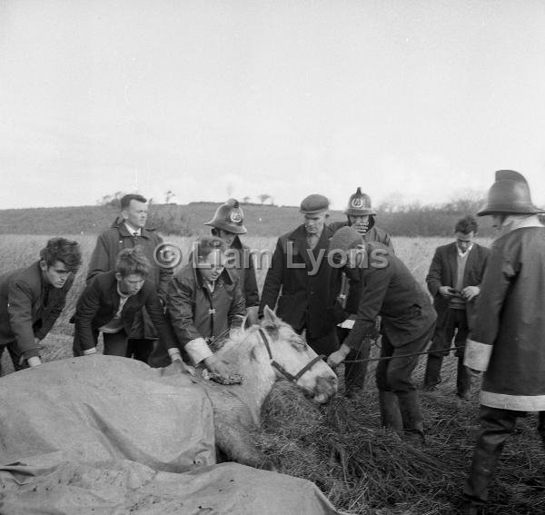 Castlebar Fire Brigade attempt to rescue horse,  November 1967