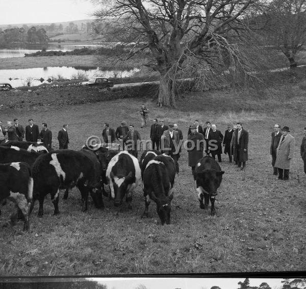 Comhair Iorrais cattle scheme,  November 1967