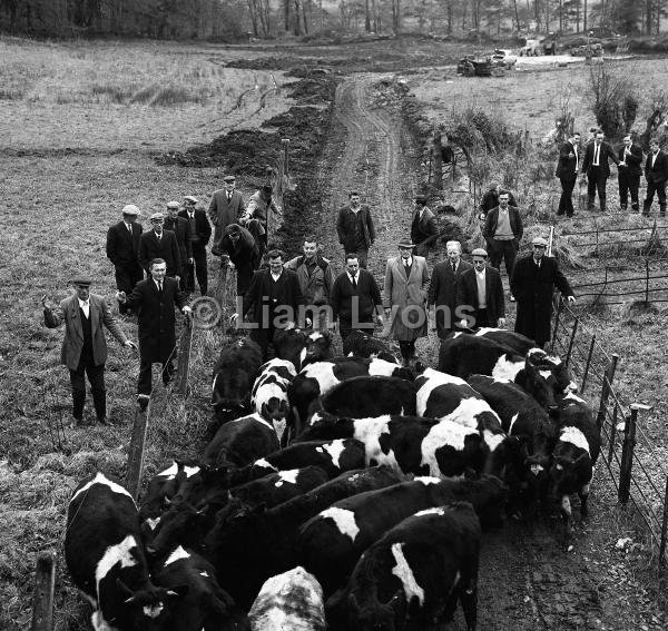 Comhair Iorrais cattle scheme,  November 1967