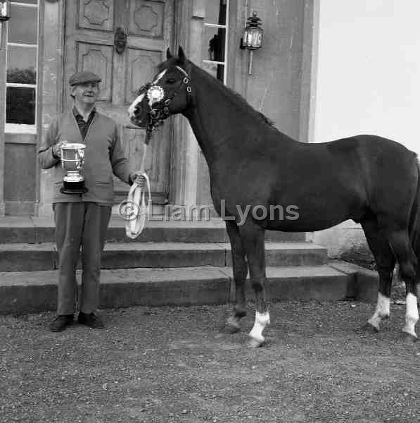 Lady Reiss' horses Crossmolina.