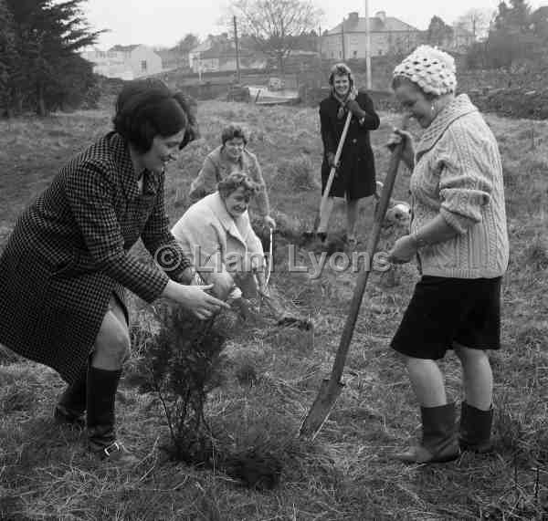 Housewives in Swinford planting trees