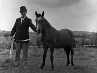 Paddy Joe Foy & Connemara pony, 1966 - Lyons0000489.jpg  Paddy Joe Foy & Connemara pony, 1966 : Connemara, Foy, Joe, Lyons, Paddy, pony