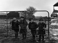 Paddy Kelly's children from Devlish West Killawalla, April 1966 - Lyons0000565.jpg  Paddy Kelly's children from Devlish West Killawalla, April 1966 : children, Devlish, from, Kelly's, Lyons, Paddy, West