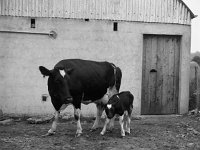 Martin Hughes' friesians,  August 1967 - Lyons0000843.jpg  Martin Hughes' friesians,  August 1967 : Martin