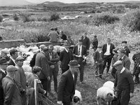 Louisburgh Show,  August 1967 - Lyons0000850.jpg  Louisburgh Show,  August 1967 : Louisburg, Louisburgh, Show