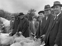 Louisburgh Show,  August 1967 - Lyons0000852.jpg  Louisburgh Show,  August 1967 : Louisburg, Louisburgh, Show