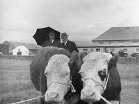 Louisburgh Show,  August 1967 - Lyons0000857.jpg  Louisburgh Show,  August 1967 : Louisburg, Louisburgh, Show