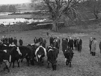 Comhair Iorrais cattle scheme,  November 1967 - Lyons0000961.jpg  Comhair Iorrais cattle scheme,  November 1967 : cattle, Comhair, Iorrais, scheme