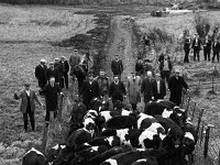 Comhair Iorrais cattle scheme,  November 1967 - Lyons0000962.jpg  Comhair Iorrais cattle scheme,  November 1967 : cattle, Comhair, Iorrais, scheme