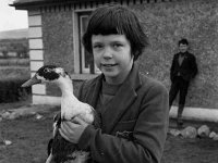 19 year old duck on a Mayo farm - Lyons0001277.jpg  19 year old duck on a Mayo farm : Duck