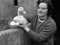 Mrs Bernadette Corbett & duck with large 7oz egg - Lyons0001287.jpg  Mrs Bernadette Corbett & duck with large 7oz egg : Bernadette Corbett