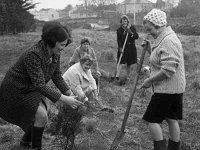 Housewives in Swinford planting trees - Lyons0001316.jpg  Housewives in Swinford planting trees : Swinford
