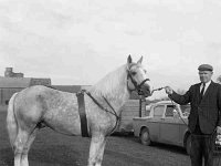 John Cawley & his horse - Lyons0001322.jpg  John Cawley & his horse : John Cawley