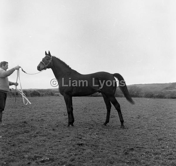 Patrick O' Reilly with sire stud