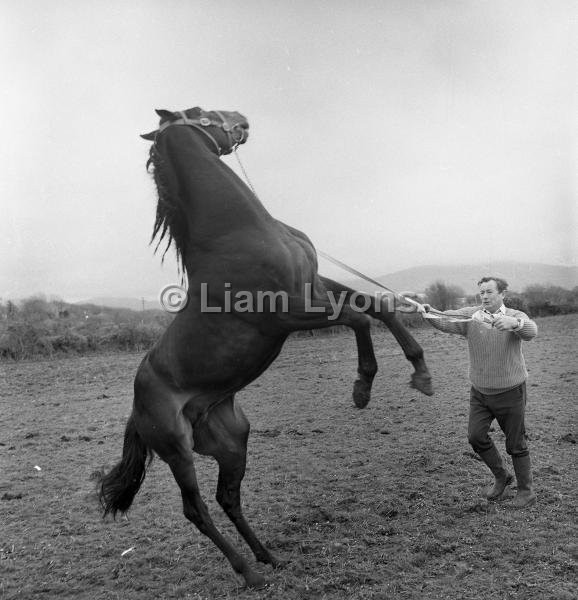 Patrick O' Reilly with sire stud