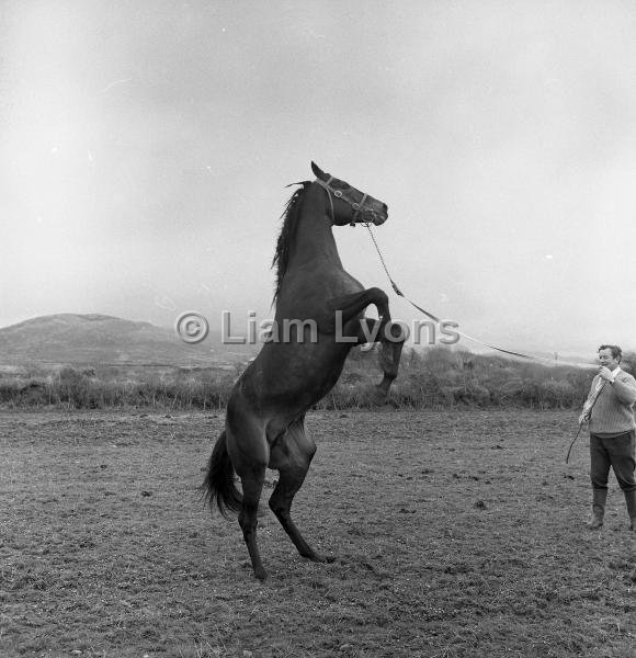 Patrick O' Reilly with sire stud