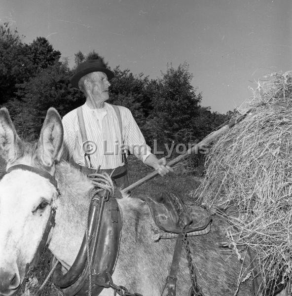 Mr T Mc Hale working at the hay