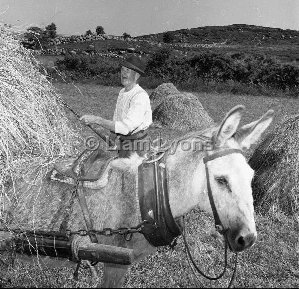 Mr T Mc Hale working at the hay