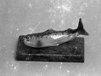 Marble fish - Lyons0001471.jpg  Marble fish : Marble fish