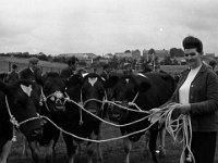 Ballina show August 1970 - Lyons0001761.jpg  Ballina show August 1970 : Ballina show