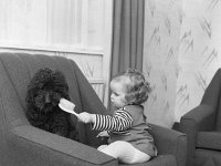 Vincent Horan's dog being groomed - Lyons0002484.jpg  Vincent Horan's dog being groomed : Dog, Horan