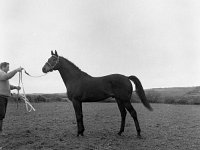 Patrick O' Reilly with sire stud - Lyons0002548.jpg  Patrick O' Reilly with sire stud : Horses, O'Reilly