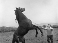 Patrick O' Reilly with sire stud - Lyons0002549.jpg  Patrick O' Reilly with sire stud : Horses, O'Reilly