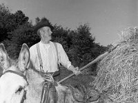 Mr T Mc Hale working at the hay - Lyons0002662.jpg  Mr T Mc Hale working at the hay : McHale