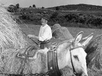 Mr T Mc Hale working at the hay - Lyons0002663.jpg  Mr T Mc Hale working at the hay : McHale