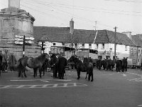 Horse Fair in Westport - Lyons0003246.jpg  Horse Fair in Westport : Horse Fair