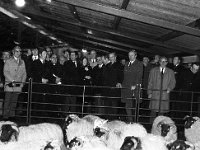 Opening of Achill Co-op Press Conference - Lyons0003295.jpg  Opening of Achill Co-op Press Conference.Sheep pins at the co-op. : Achill