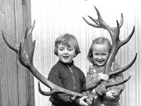 Antlers - Lyons0004044.jpg  Antlers : Antlers