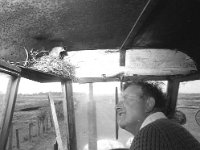 Tommy the thrush in the tractor - Lyons0004108.jpg  Tommy the thrush in the tractor : Tractor
