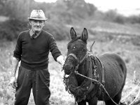 55 year old mule in Ballyvary - Lyons0004144.jpg  55 year old mule in Ballyvary : Ballyvary, Mule