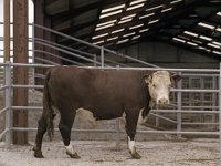 Bullocks at Ballinrobe Mart for NCF - Lyons0004543.jpg  Bullocks at Ballinrobe Mart for NCF : Ballinrobe Mart