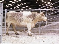 Bullocks at Ballinrobe Mart for NCF - Lyons0004545.jpg  Bullocks at Ballinrobe Mart for NCF : Ballinrobe Mart