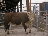 Bullocks at Ballinrobe Mart for NCF - Lyons0004546.jpg  Bullocks at Ballinrobe Mart for NCF : Ballinrobe Mart